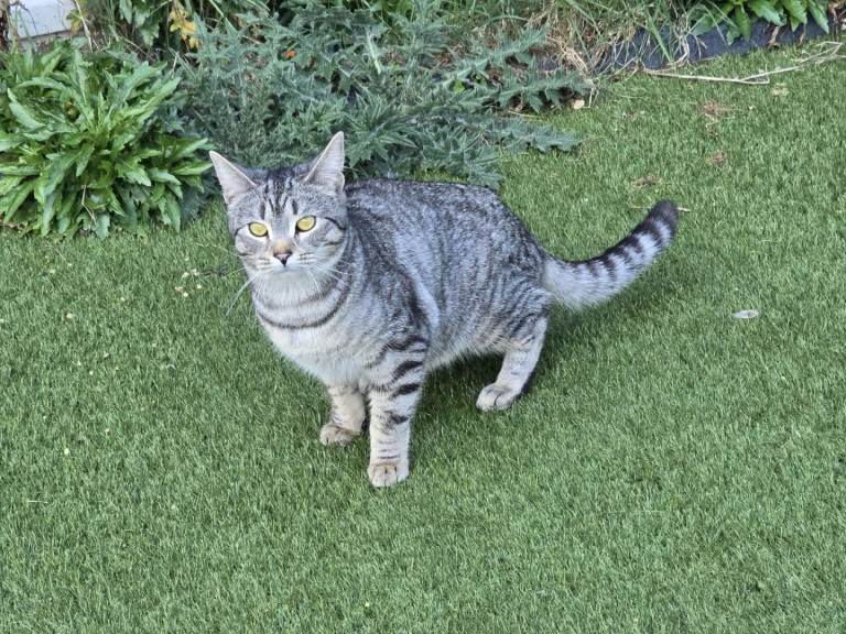 1 year old lovely female cat