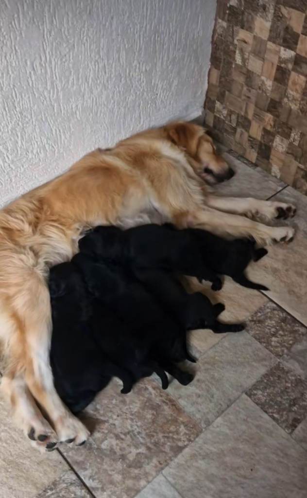 Golden retriever puppies.