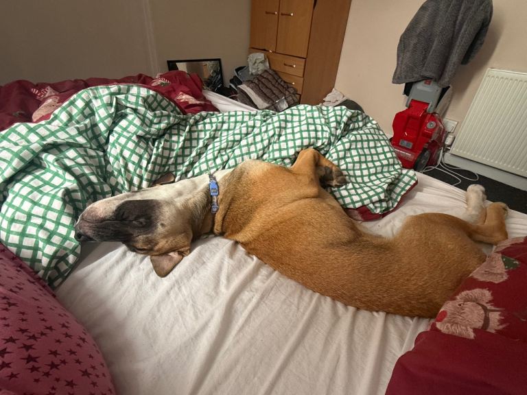 6 month American bull x 