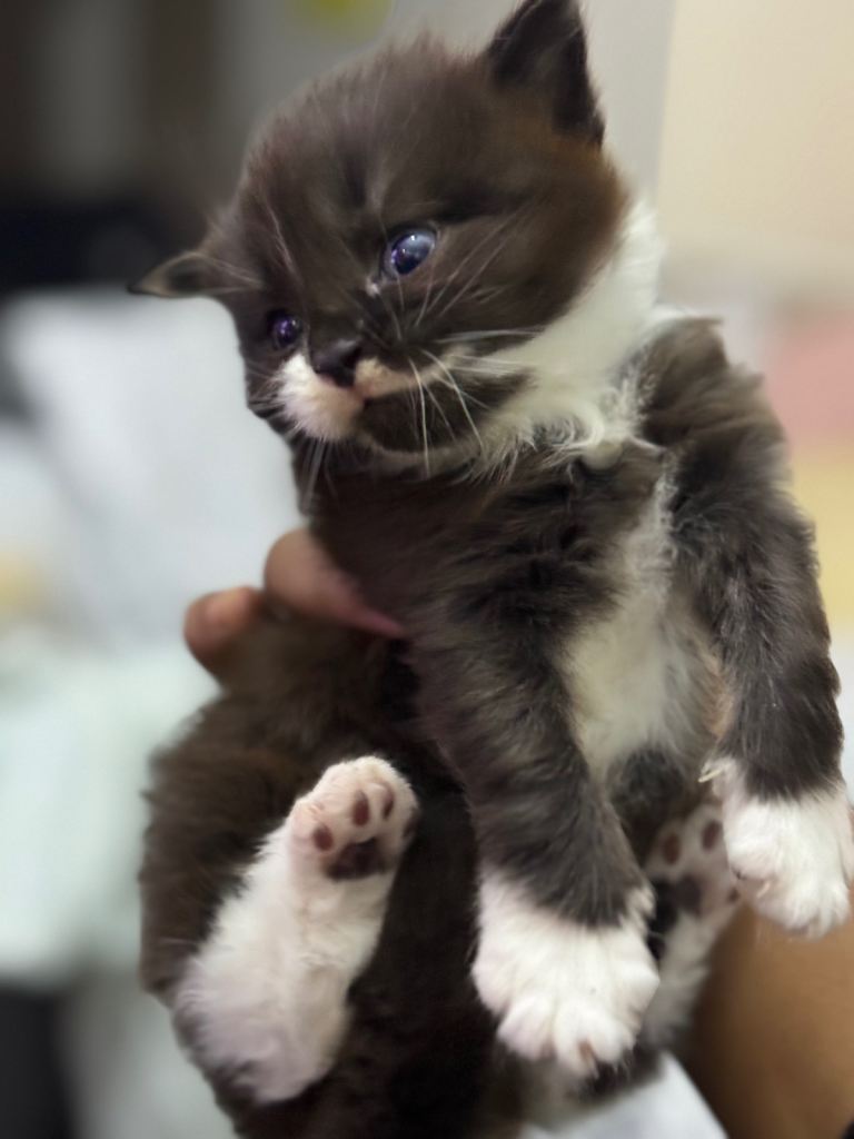 Black fluffy kitten