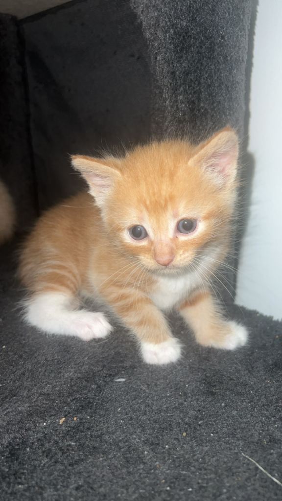 Female kitten