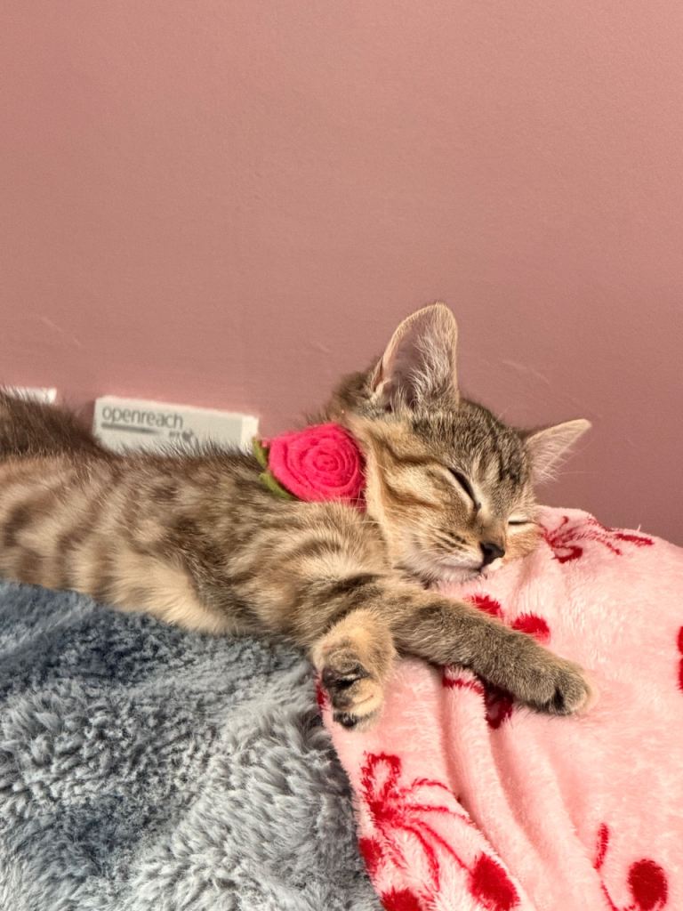 Tabby kitten 
