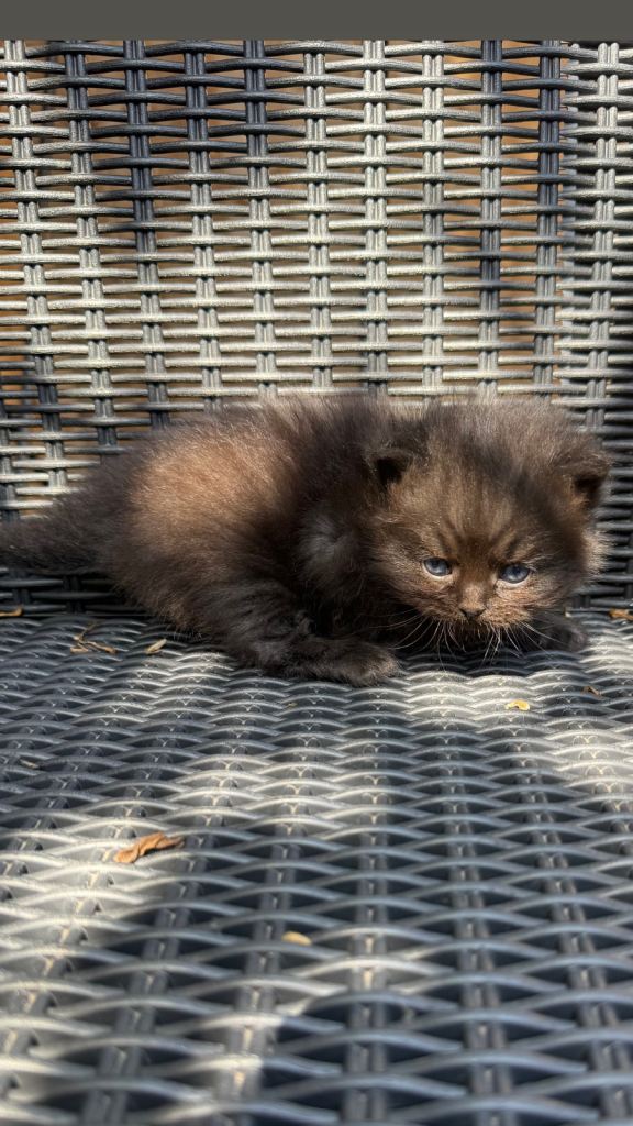 Long haired kitten - PERDOLL BREED 