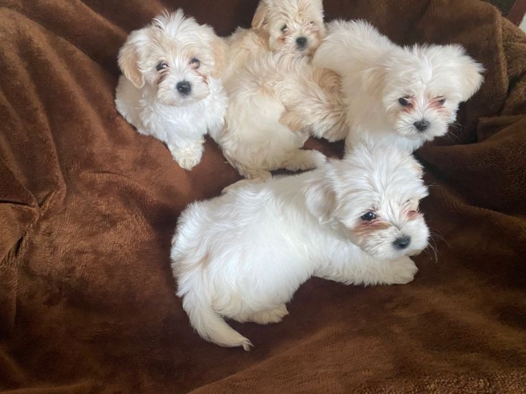 Puppies 