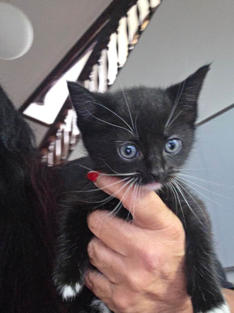 Mixed female ragdoll kitten