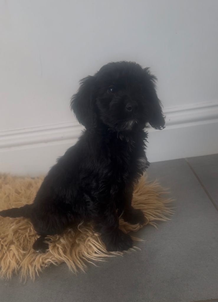 *ONLY 1 GIRL LEFT* Adorable f1 Cockapoo Puppies Looking for forever homes 