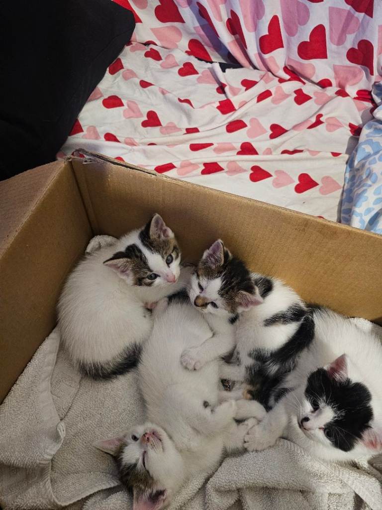 Cross kittens 