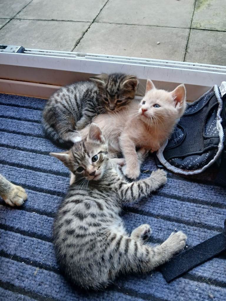 3 stunning kittens for sale
