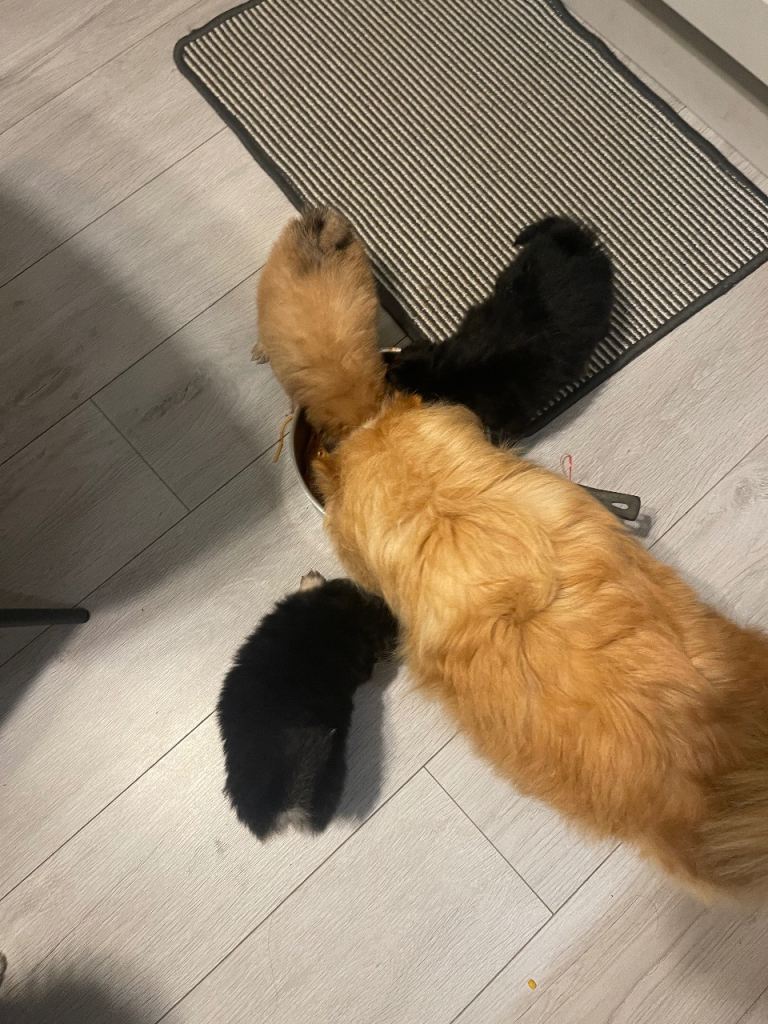 Teddy Bear Faced Toy Size Pomeranian Puppies 