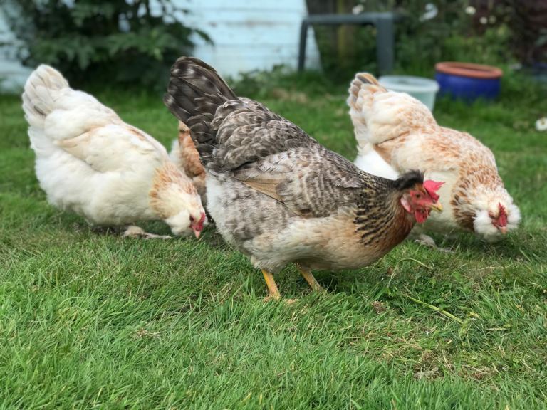 Rural detached property wanted to rent long term by quiet lady 