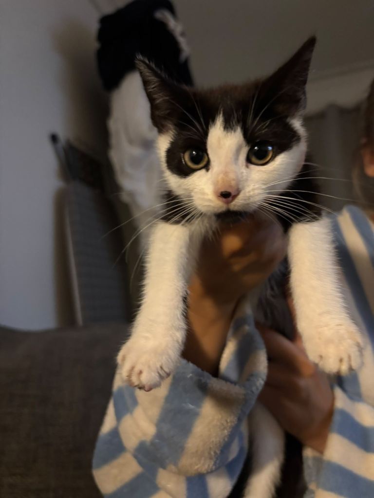 Kitten available 