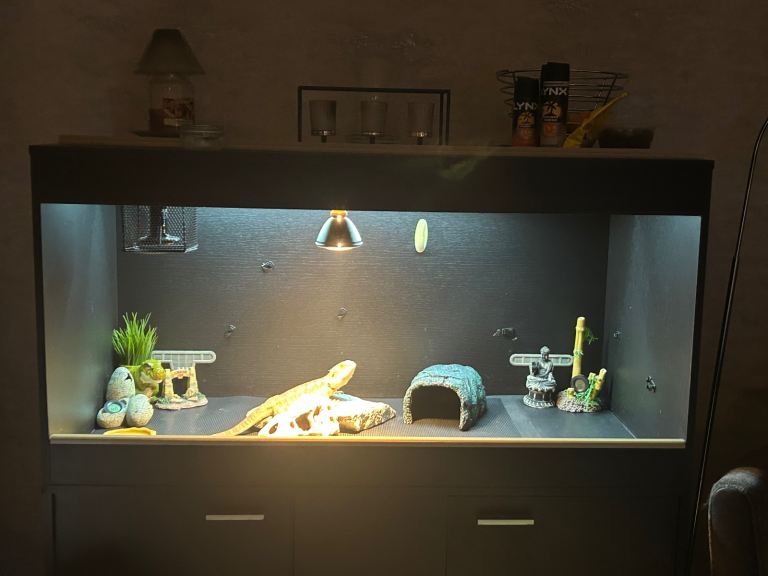 Bearded dragon for sale ( SOLD )