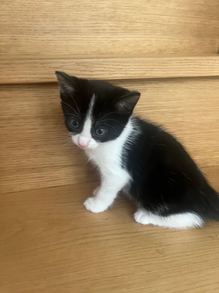 7 kittens for sale 