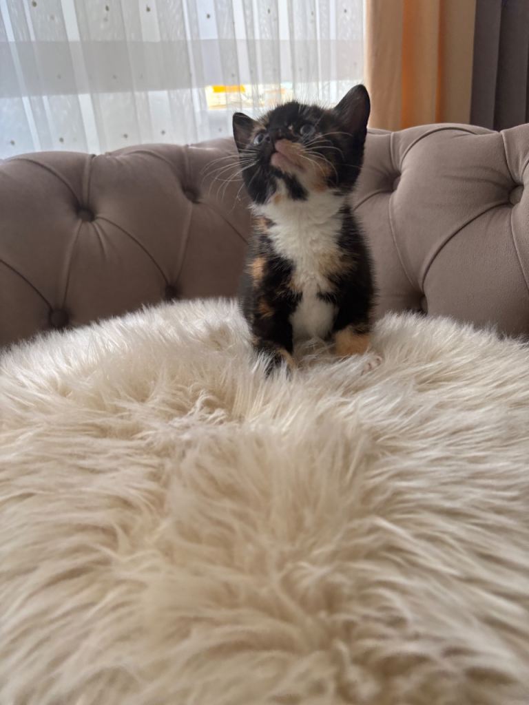 1 KITTEN FOR SALE 🐾