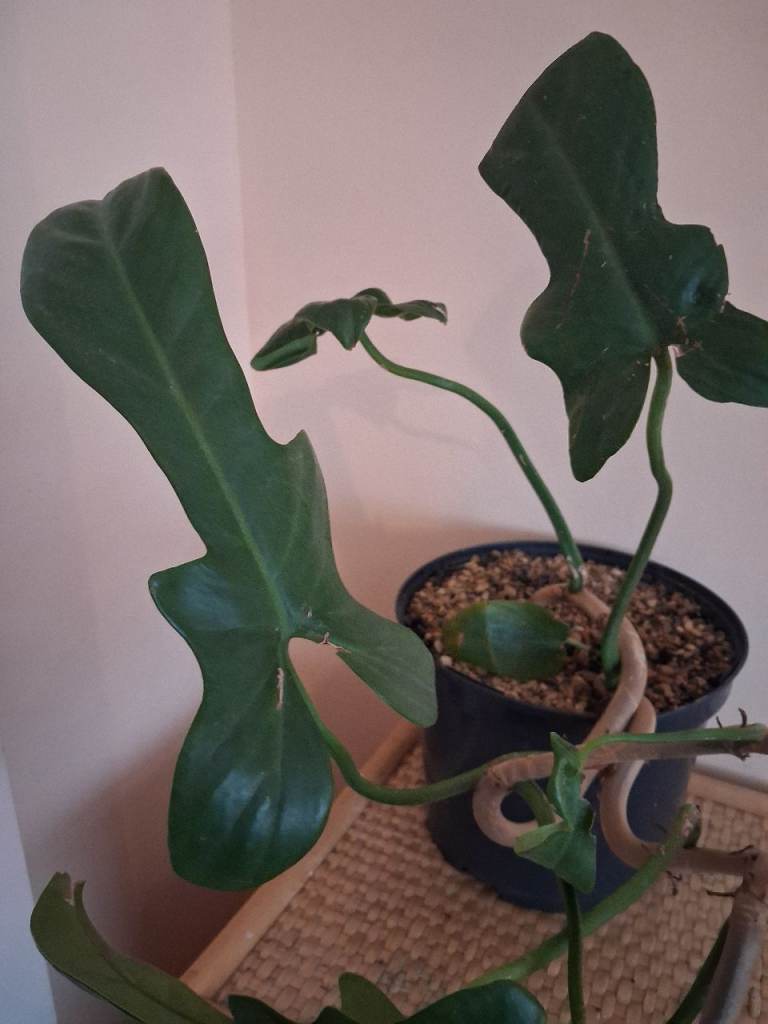 Large philodendron indoor house plant 