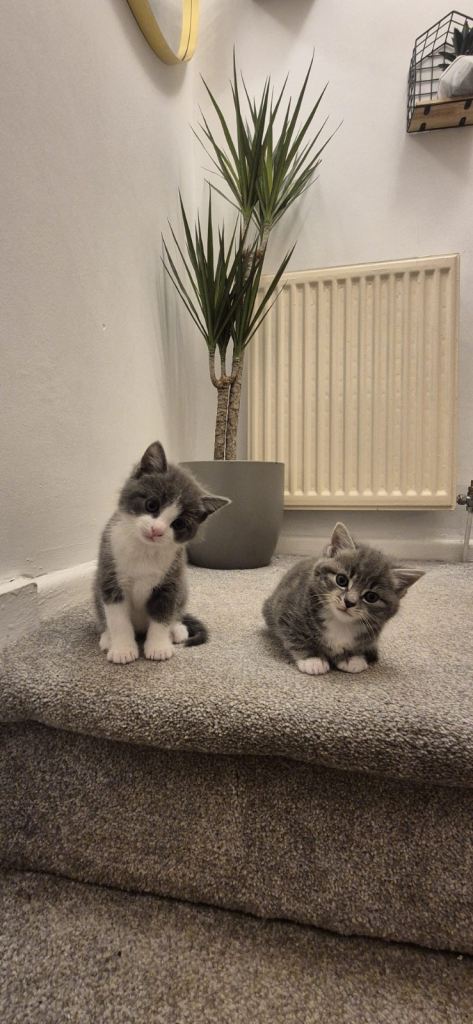 KITTENS