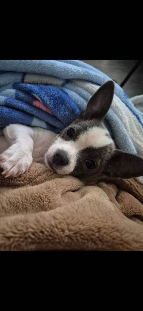 6 month old chihuahua