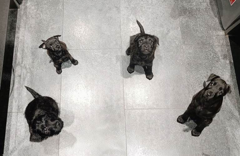 3 stunning patterdales