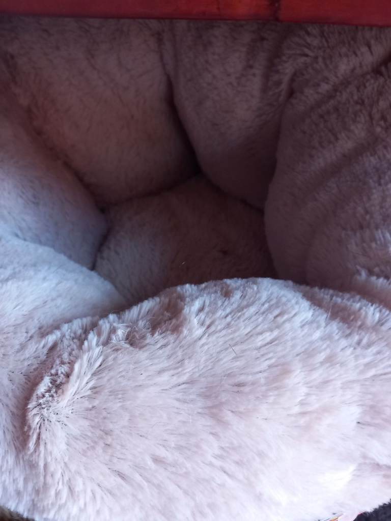 New Pet cuddle cup bed.  Buyer to collect.