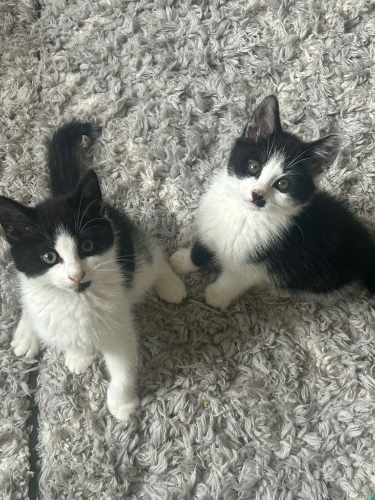 Female kittens