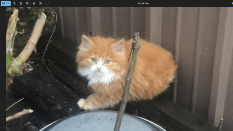 Long Haired Beautiful Kittens
