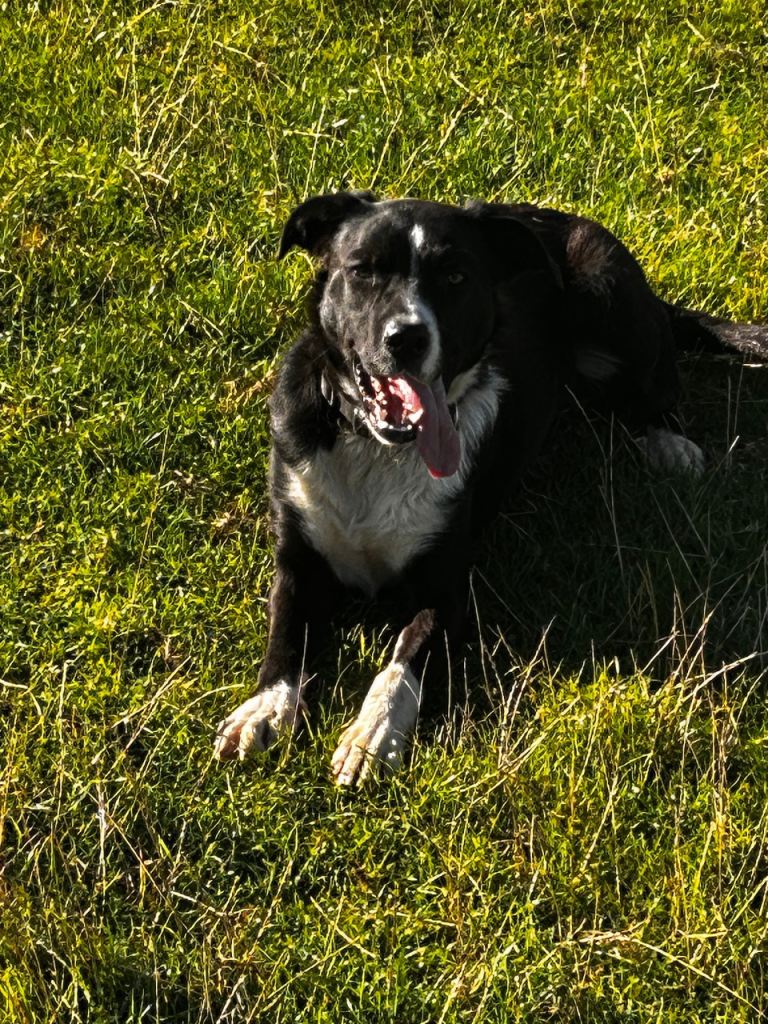 Young Collie X NZ Huntaway for sale 