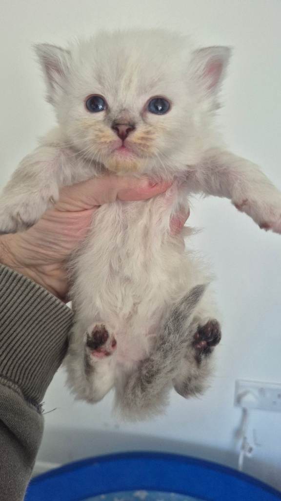3 Ragdoll kittens for sale