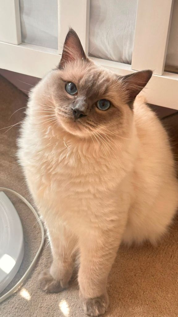 Pure breed ragdoll male