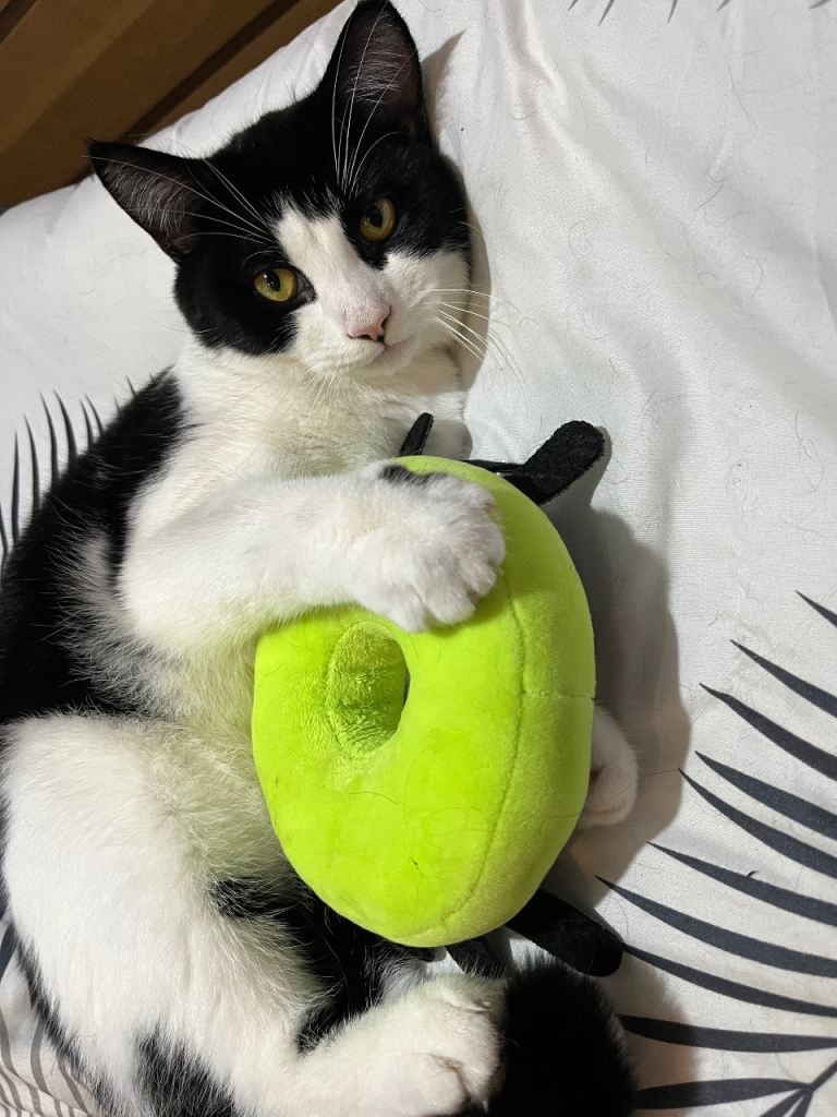 1 year old neutered black and white male