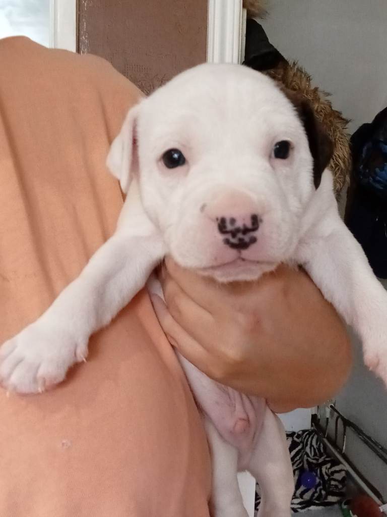 Stafy 1 boyleft pupie