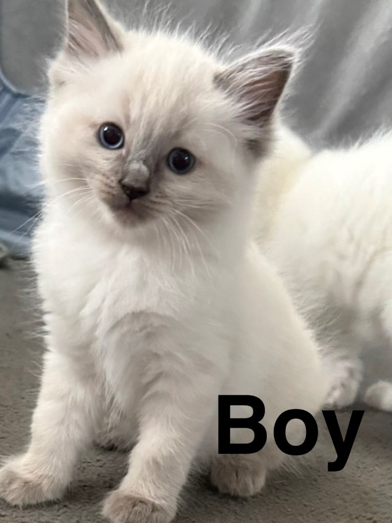 Cat Ragdoll 