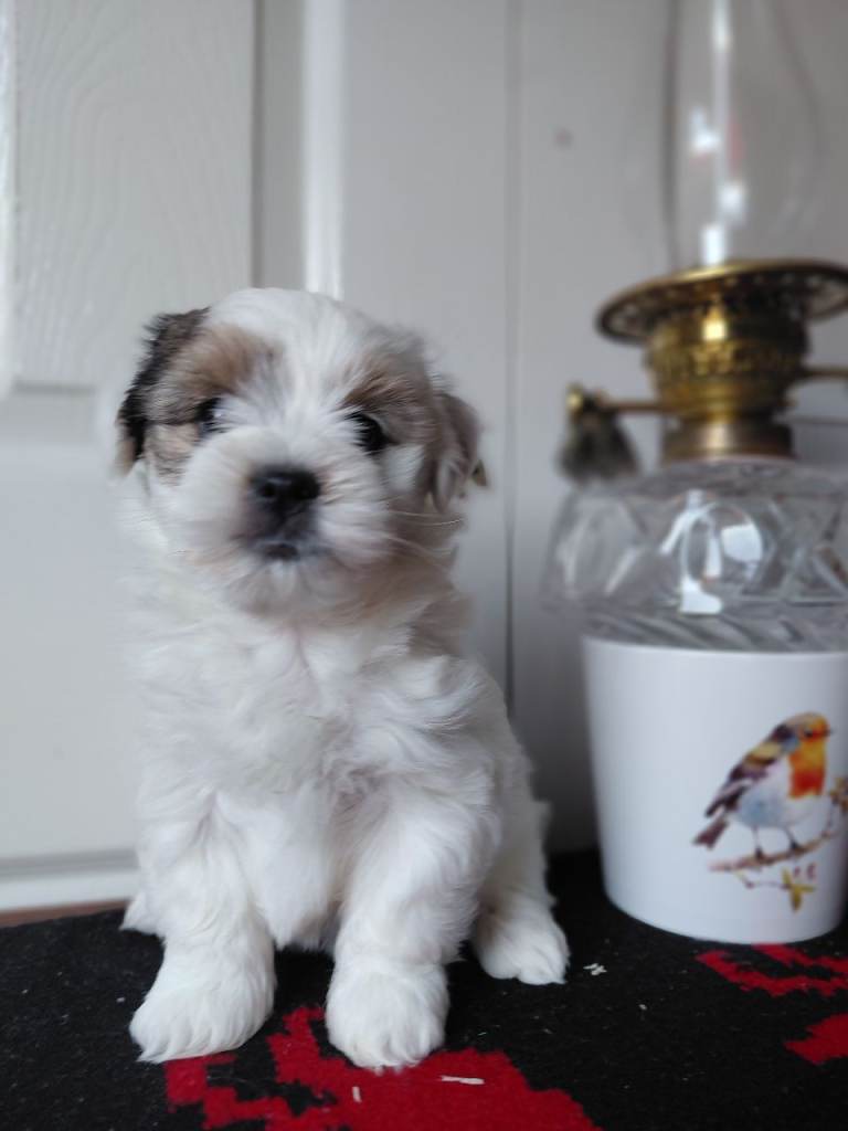 Premium Biewer Terrier puppies/Hypoallergenic 