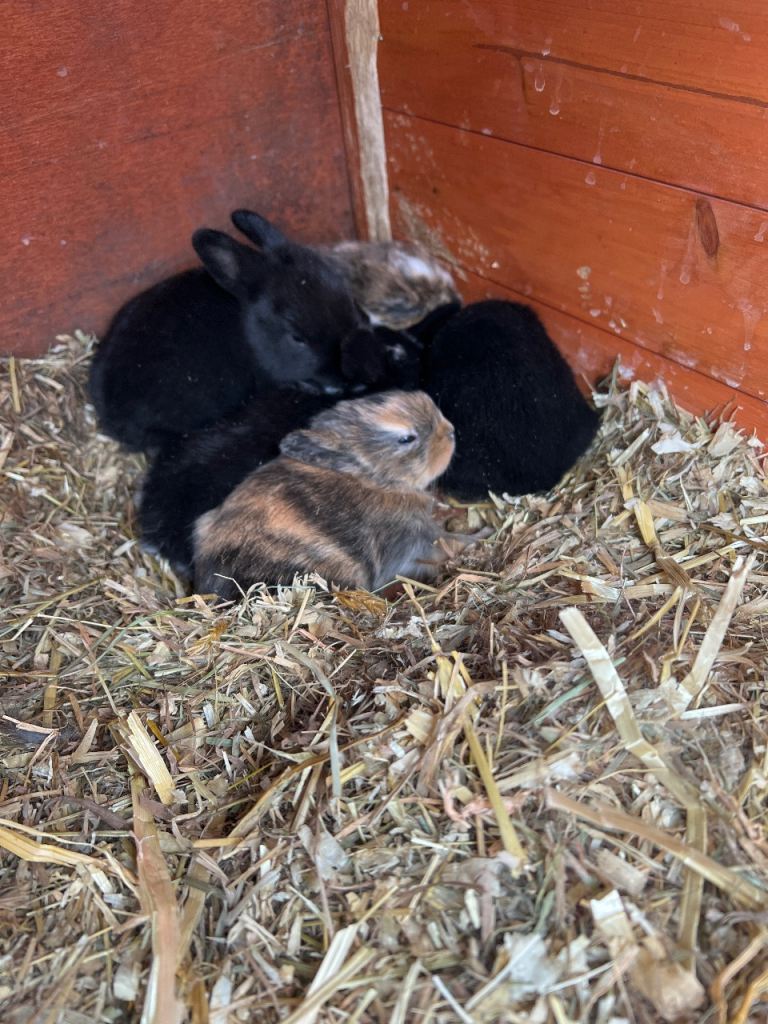 bunnies