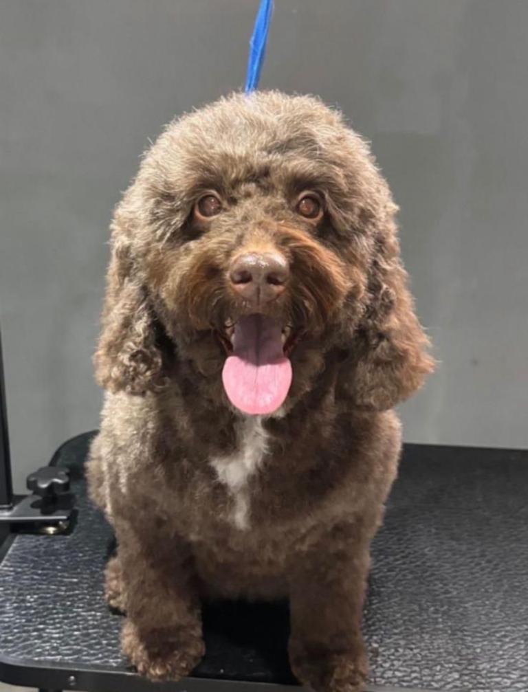 COCKAPOO PUPPIES-family raised❤️👍