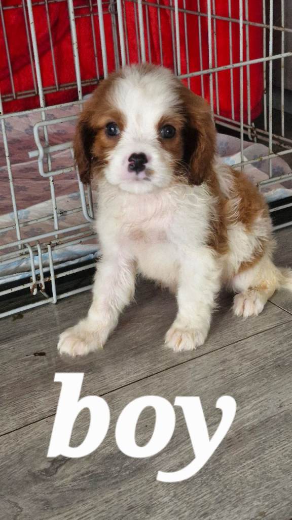 Cavalier puppy