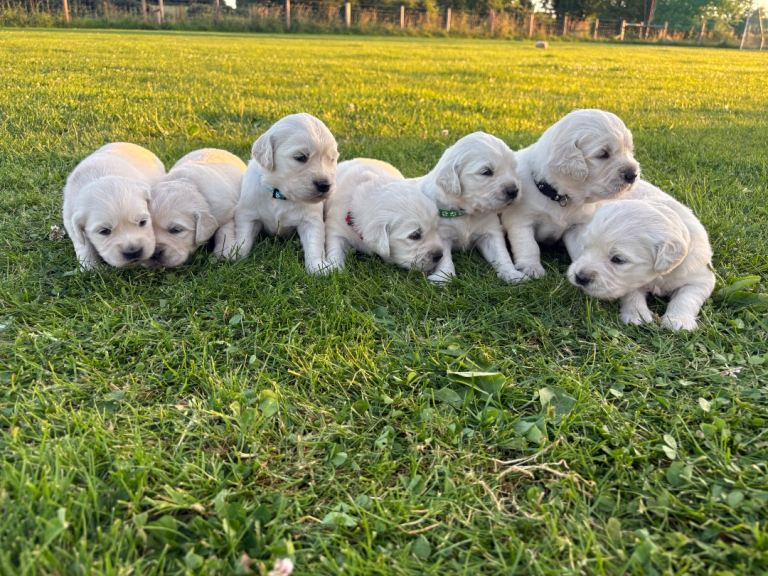 Golden Retriever Puppies Armagh 