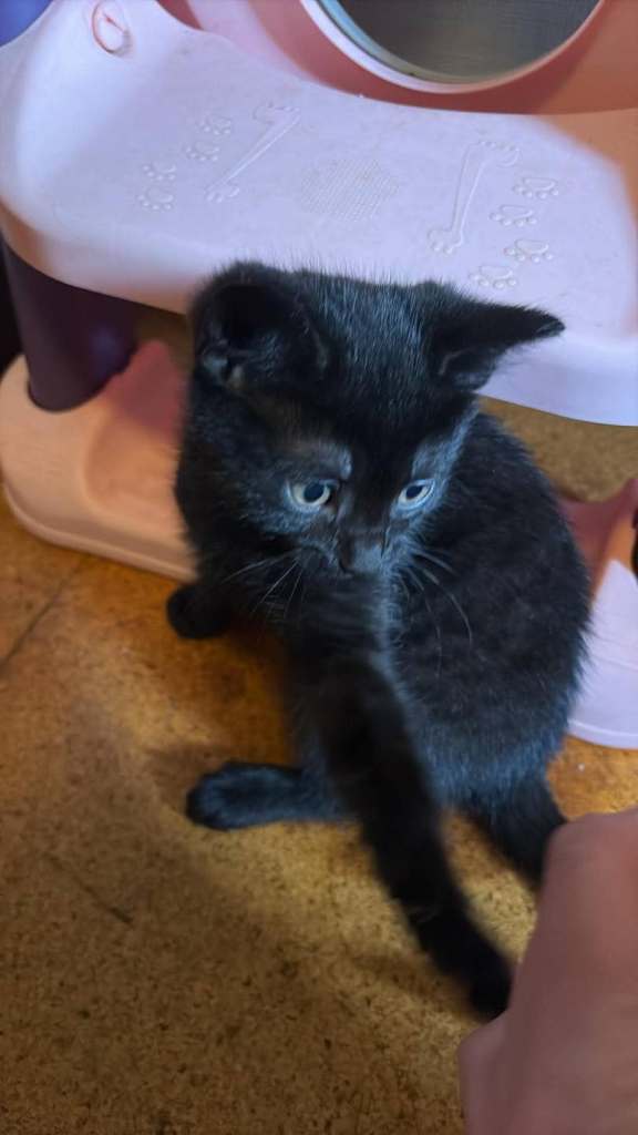 9 week old kittens for sale