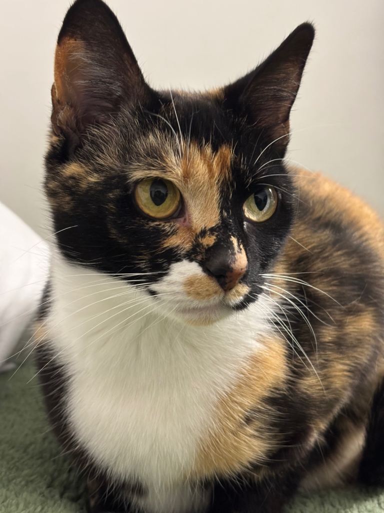 Female cat