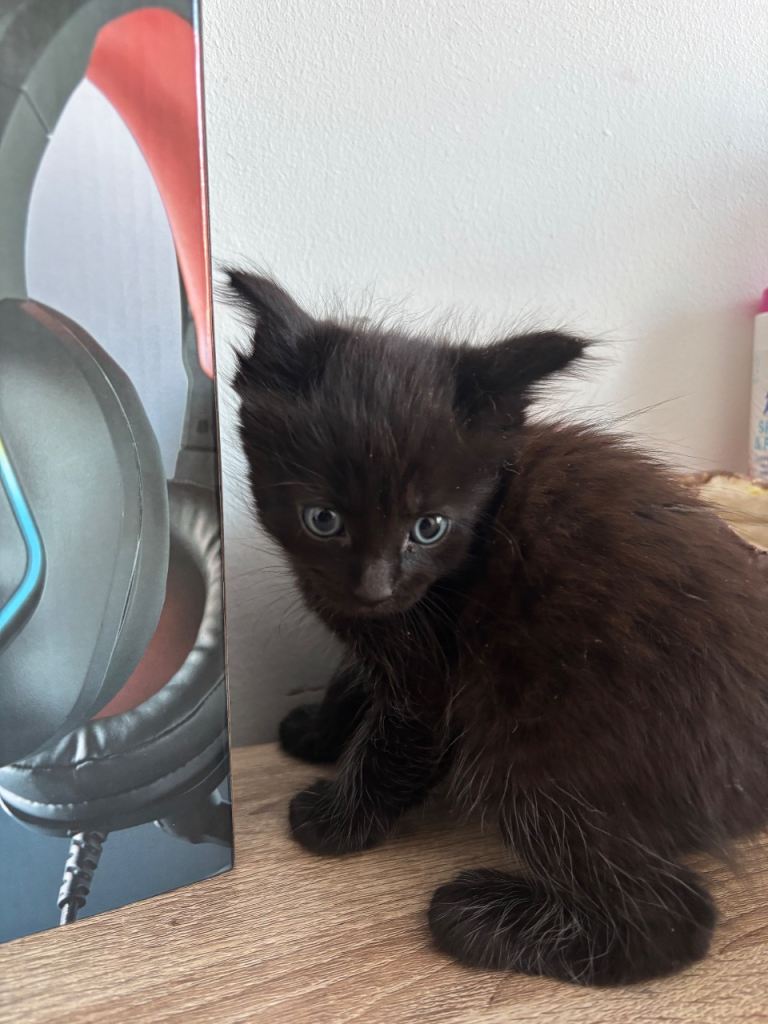 4 KITTENS LEFT! Ready to leave today, read bio!