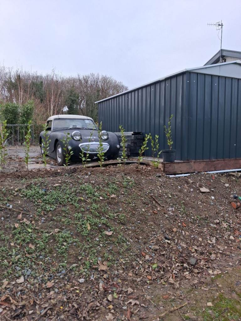 Austin Healey Sprite Frogeye
