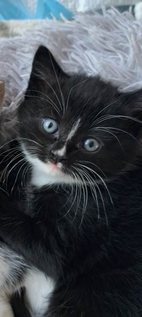 Adorable Black & White Kitten - Girl