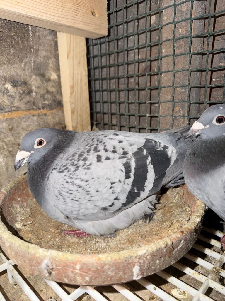 Racing pigeons 