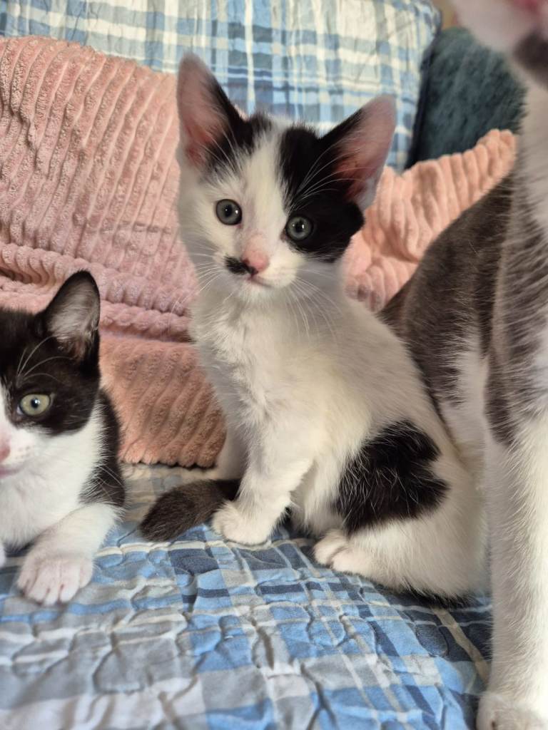 Kittens