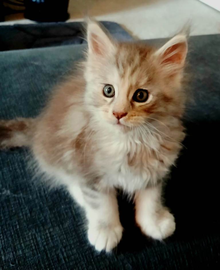 Pure Bred Maine Coon Kitten 