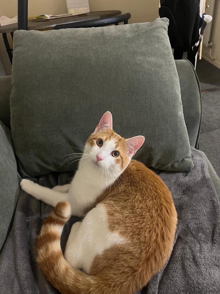 8 Month Old Ginger male kitten Looking for a loving  home 