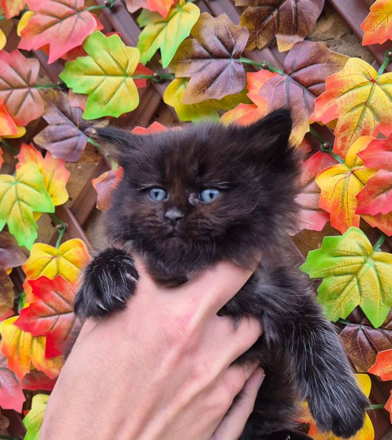 Beautiful Ragdoll kittens 