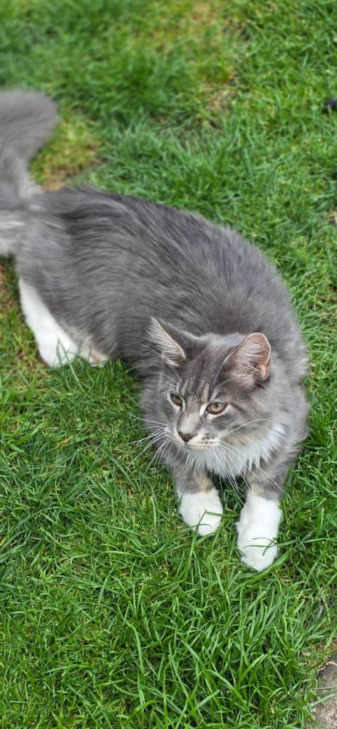 Maine Coon Kittens for sale