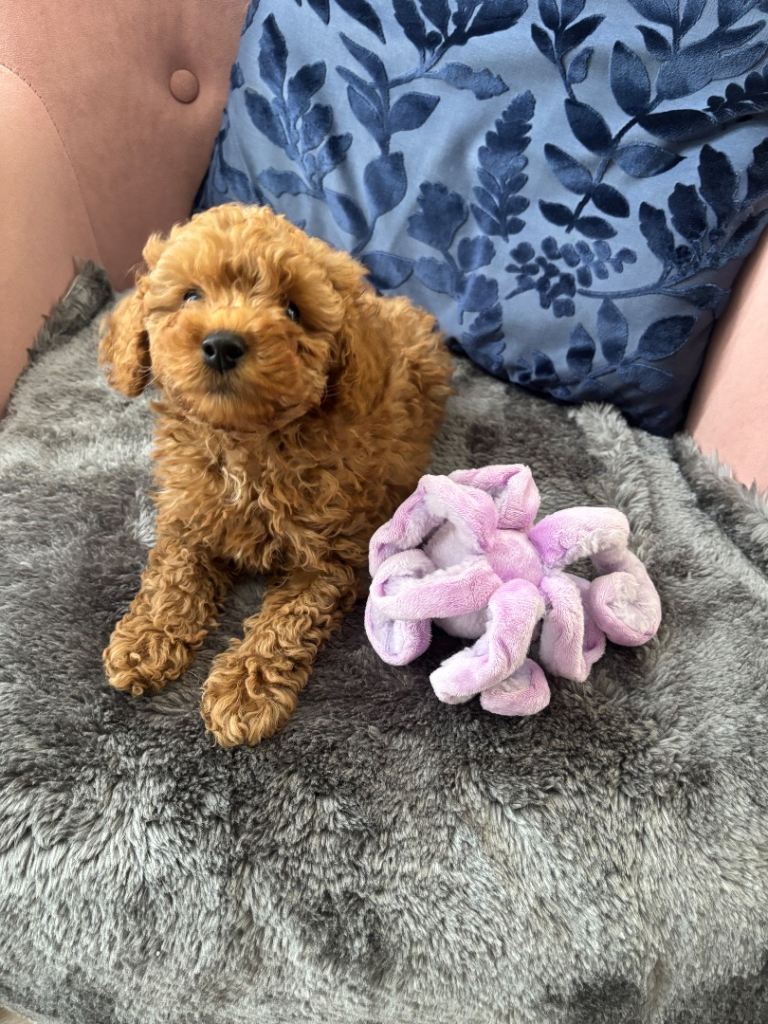 KC Registered Toy Poodle – Tiny, Elegant & Full of Charm