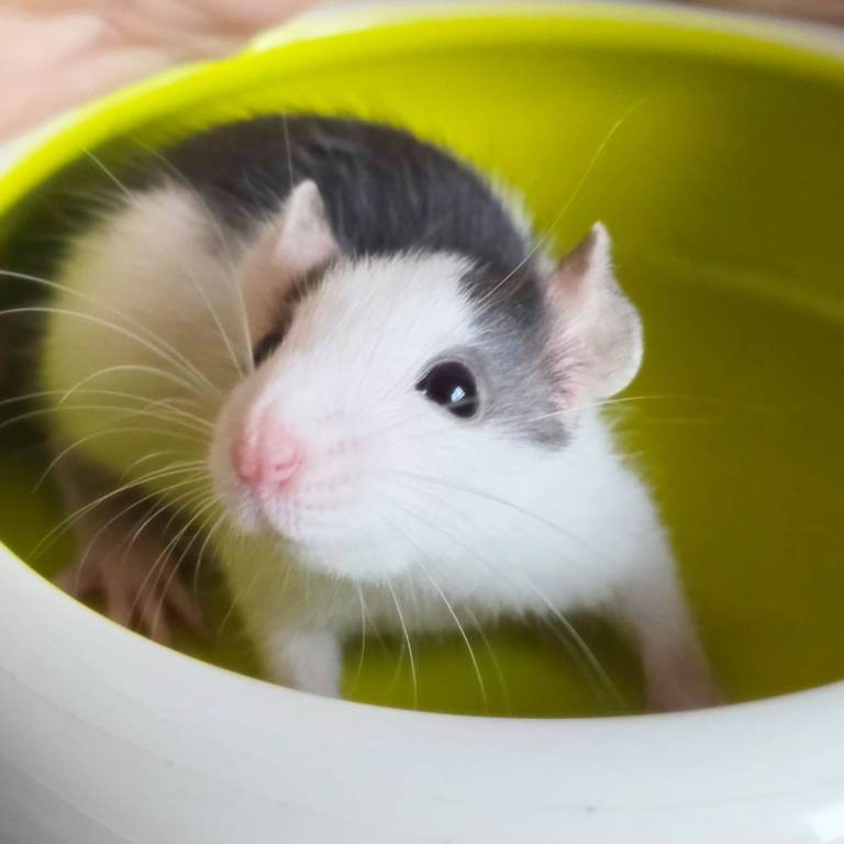 Tame Rats