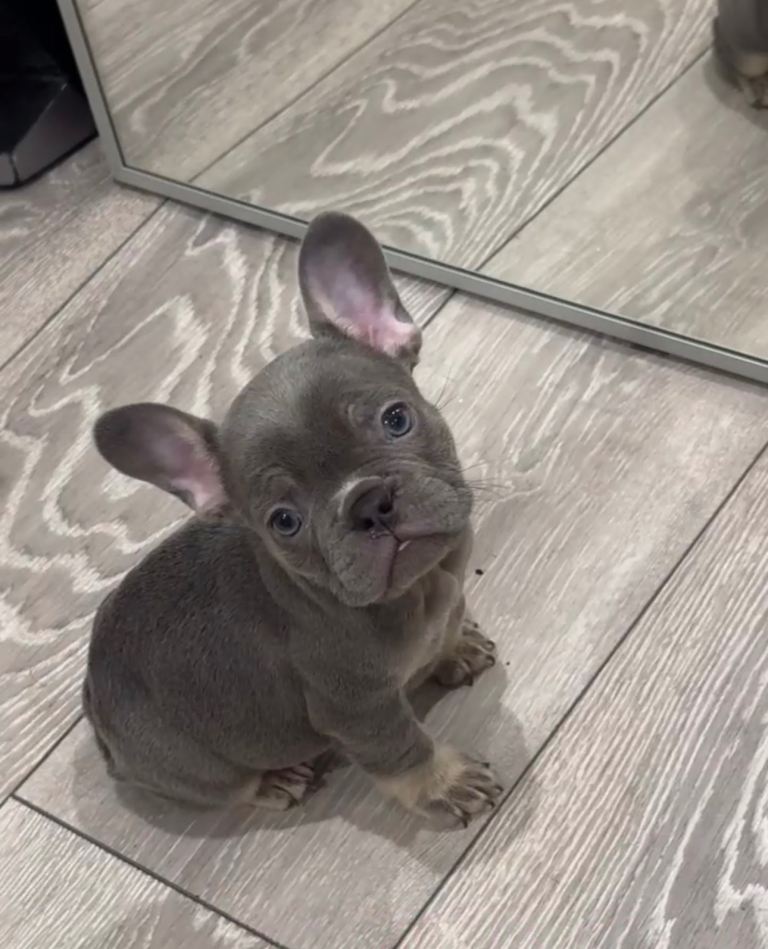 LAST Female French Bulldog Puppy Available✅⚠️